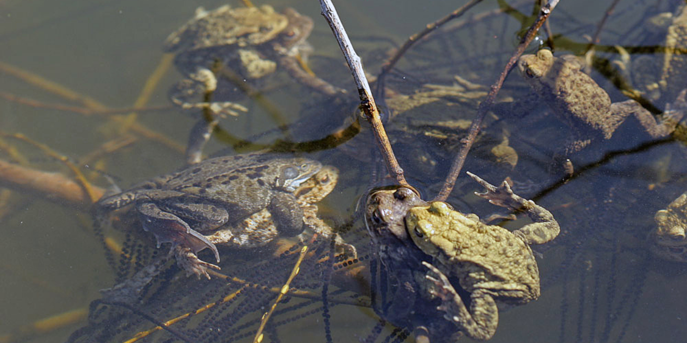 Suivis quotidiens du dispositif de sauvetage des amphibiens à Mathay